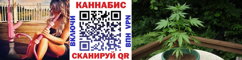купить сайты Терек Шишки марихуана THC 21%